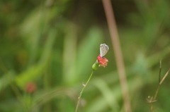 Hemiargus hanno