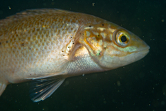Tautogolabrus adspersus