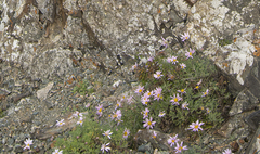 Chrysanthemum sinuatum