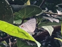 Deudorix epijarbas