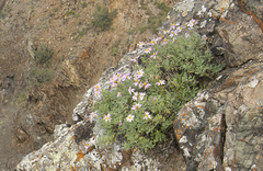 Chrysanthemum sinuatum