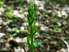 Platanthera bifolia