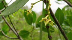 Rhizophora mucronata