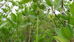 Rhizophora mucronata