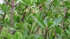 Rhizophora mucronata