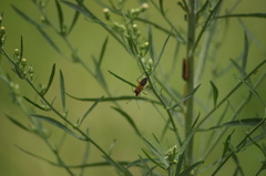 Hypselonotus interruptus