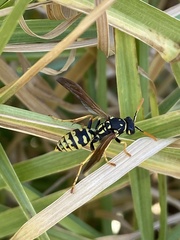 Polistes gallicus