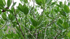 Rhizophora mucronata