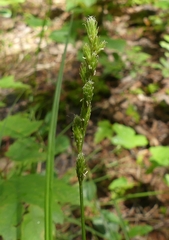 Carex tribuloides