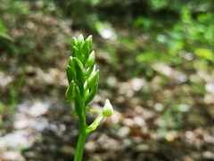 Platanthera bifolia