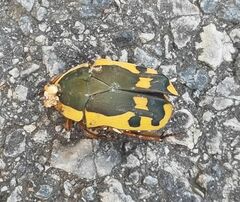 Pachnodella impressa