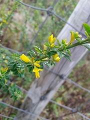 Genista monspessulana