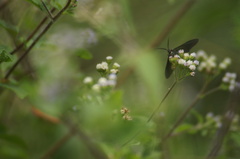 Melanchroia chephise