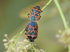Eurydema ventralis
