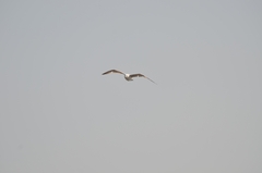 Larus argentatus mongolicus