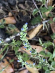 Salvia occidentalis