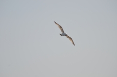 Larus argentatus mongolicus