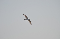 Larus argentatus mongolicus