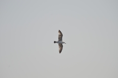 Larus argentatus mongolicus