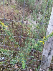 Genista monspessulana