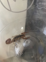 Centruroides ochraceus