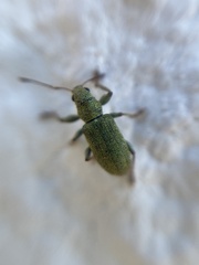 Pachyrhinus lethierryi
