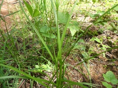 Carex tribuloides