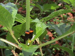 Phymatostetha deschampsi