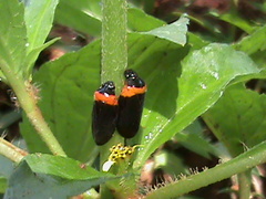 Phymatostetha deschampsi