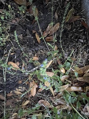 Salvia occidentalis