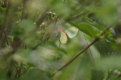 Eurema elathea