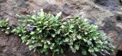 Fissidens