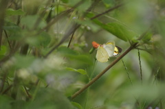 Eurema elathea