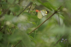 Eurema elathea