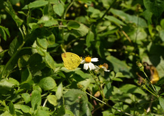 Eurema blanda arsakia