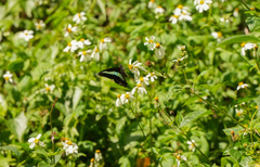 Graphium sarpedon connectens