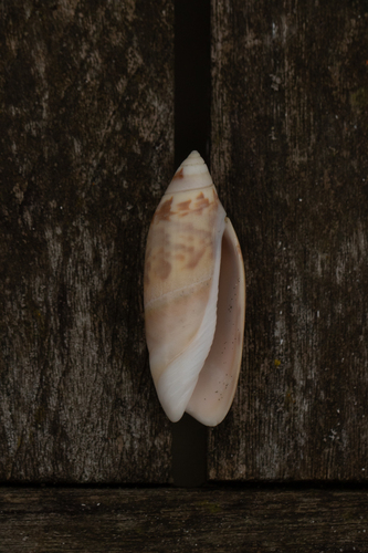 Agaronia acuminata observed 2023-01-12