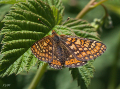 Euphydryas aurinia