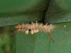 Dasychira chekiangensis