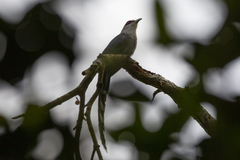 Phaenicophaeus tristis