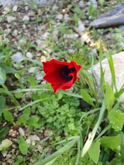 Anemone coronaria