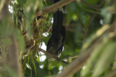 Phaenicophaeus tristis