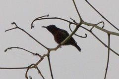 Leptocoma
