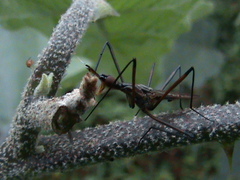 Neriidae