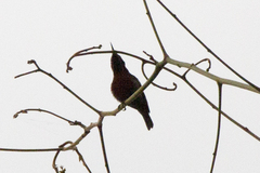 Leptocoma