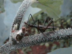 Neriidae