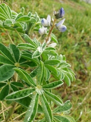 Lupinus albus