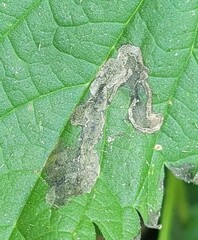 Agromyza pseudoreptans