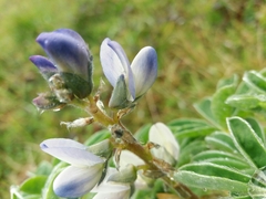Lupinus albus