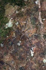 Heteropoda boiei